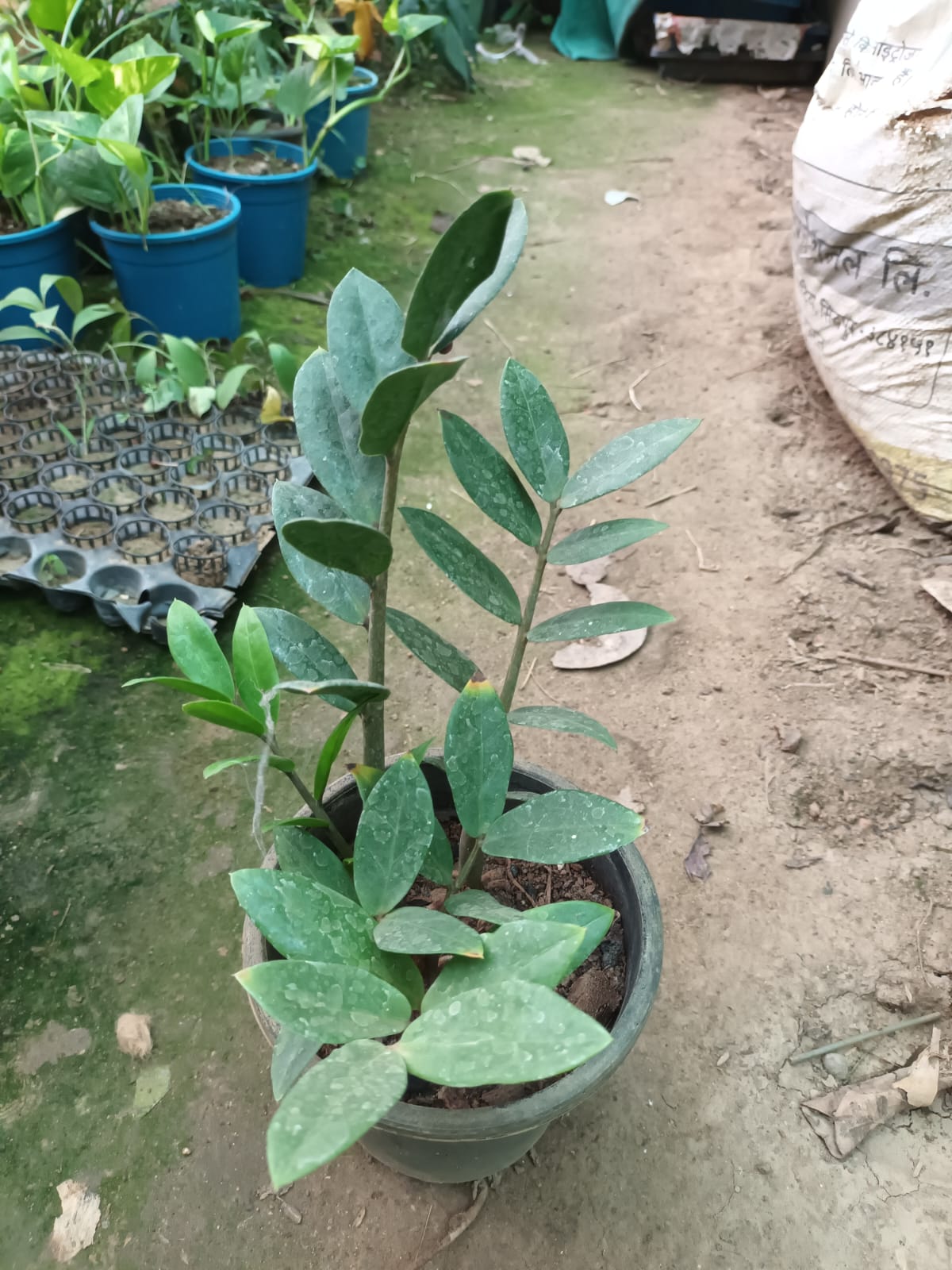 Zeze plant
