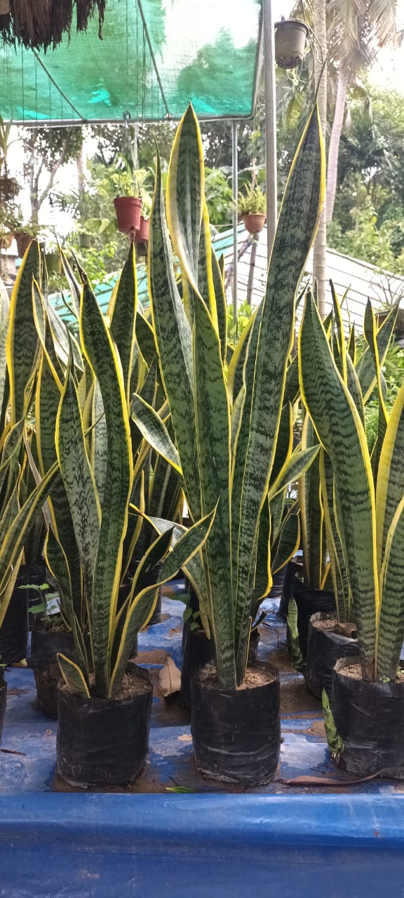 Snake plant