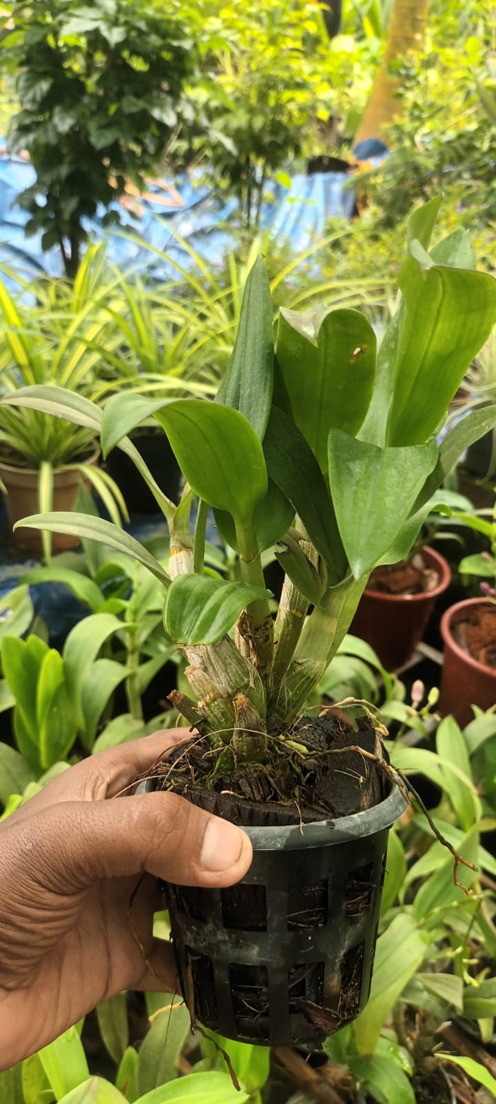 Orchid