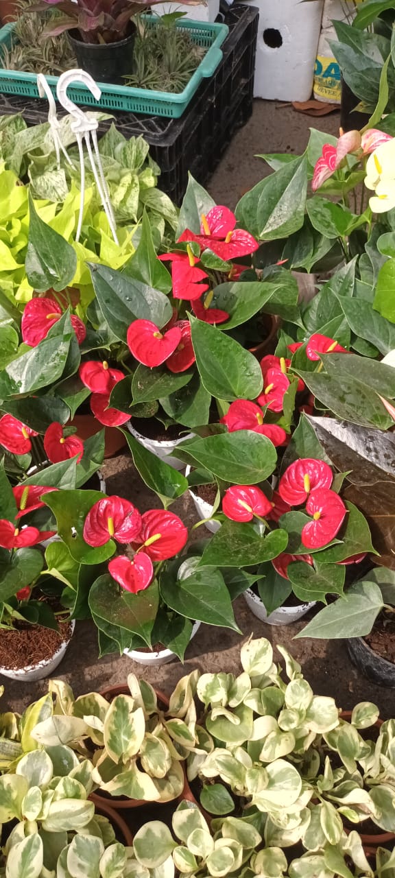 Anthurium