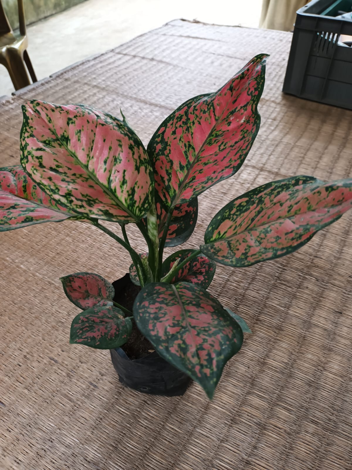 Aglaonema