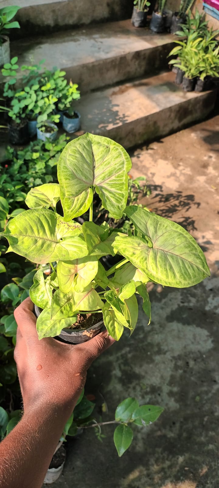 Aglaonema