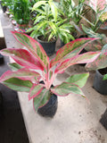 Aglaonema