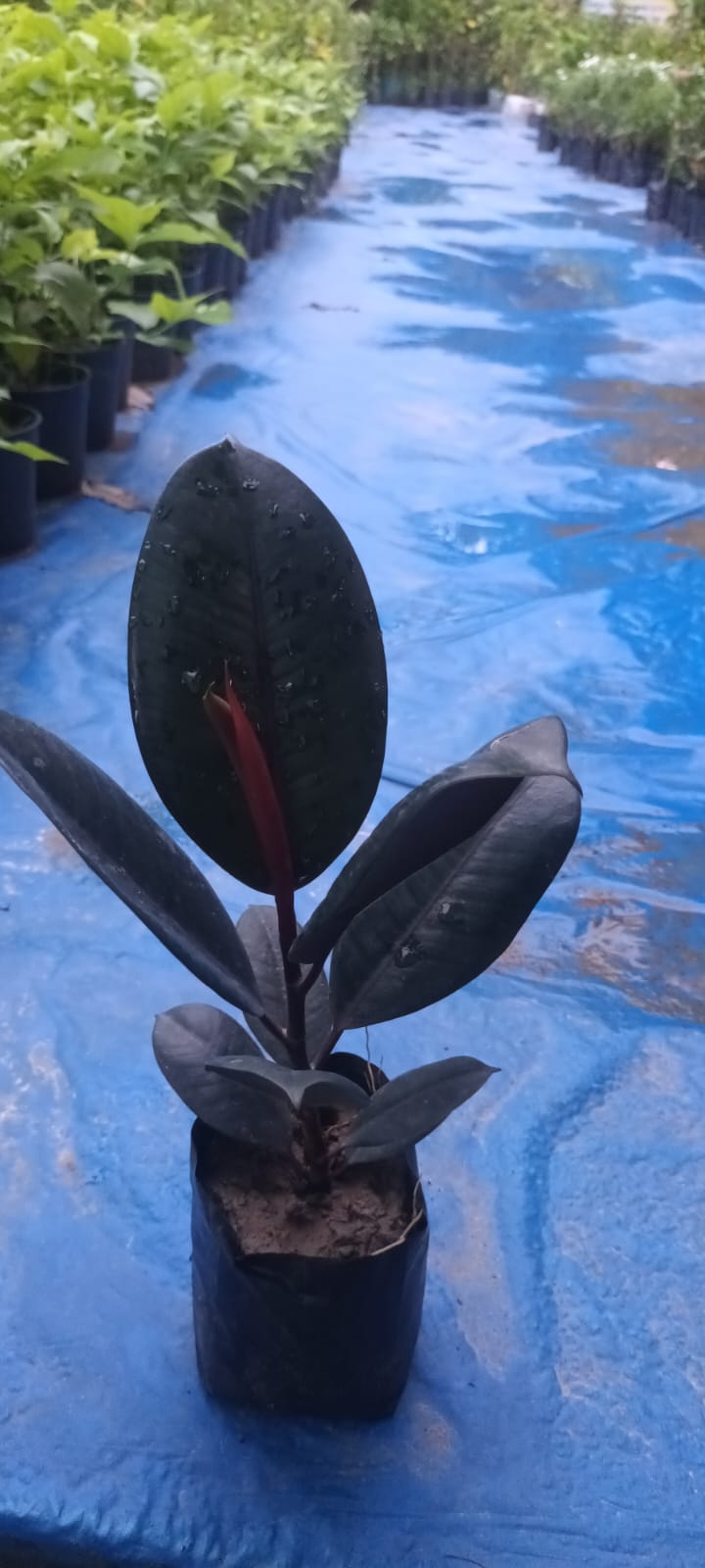Black Ruber