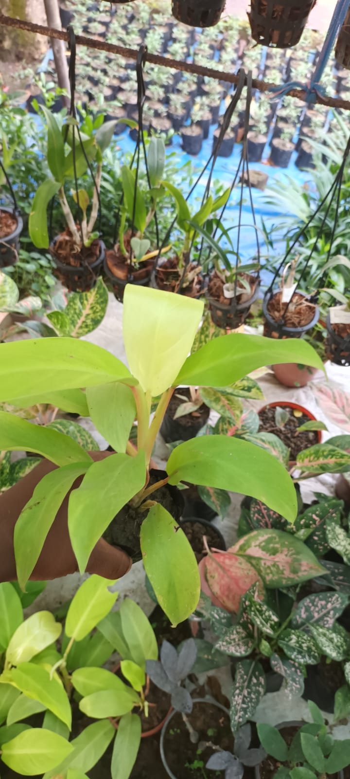 Calathea